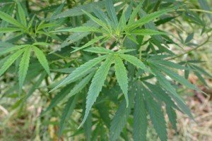 Planta de Hemp o Marijuana