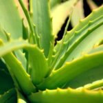 Aloe vera