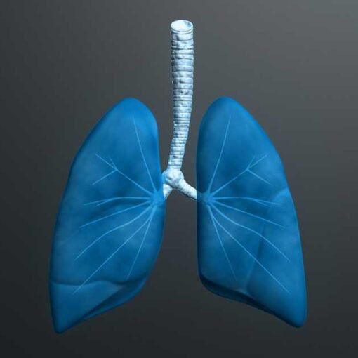 Pulmones y bronquitis