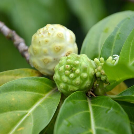 noni fruit (Morinda citrifolia)