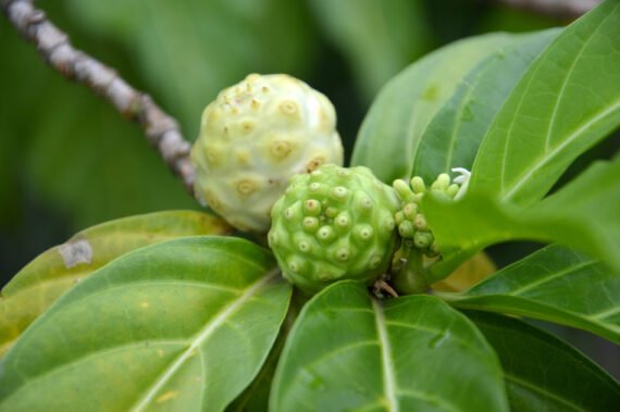 noni fruit (Morinda citrifolia)