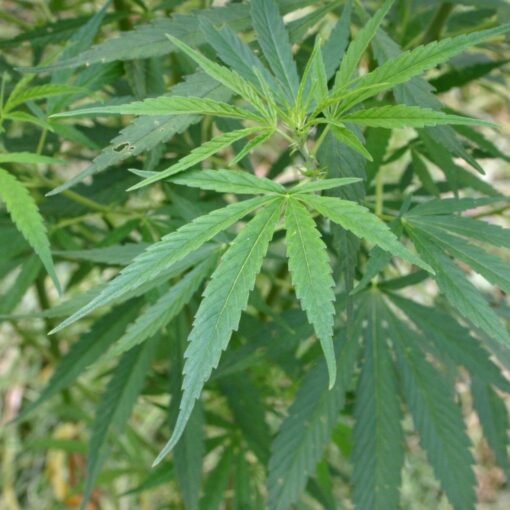 Planta de Hemp o Marijuana