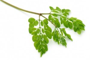 beneficios de la moringa