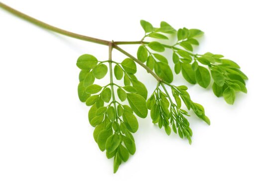 beneficios de la moringa