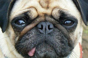 Alimentos dañinos para perros